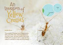 An Invasion of Yellow Crazies cover.
