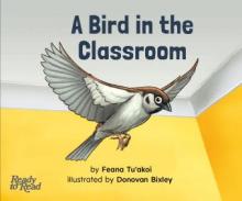 Bird in the classroom. Bird in the classroom.