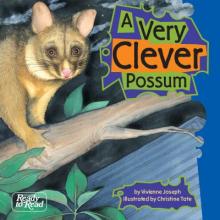 A very clever possum.