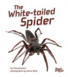 The White Tailed Spider. 