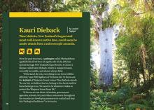 Kauri dieback cover image.