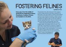 Fostering Felines. 