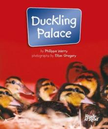 Duckling palace.
