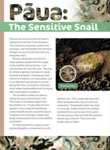 Pāua: The Sensitive Snail. 
